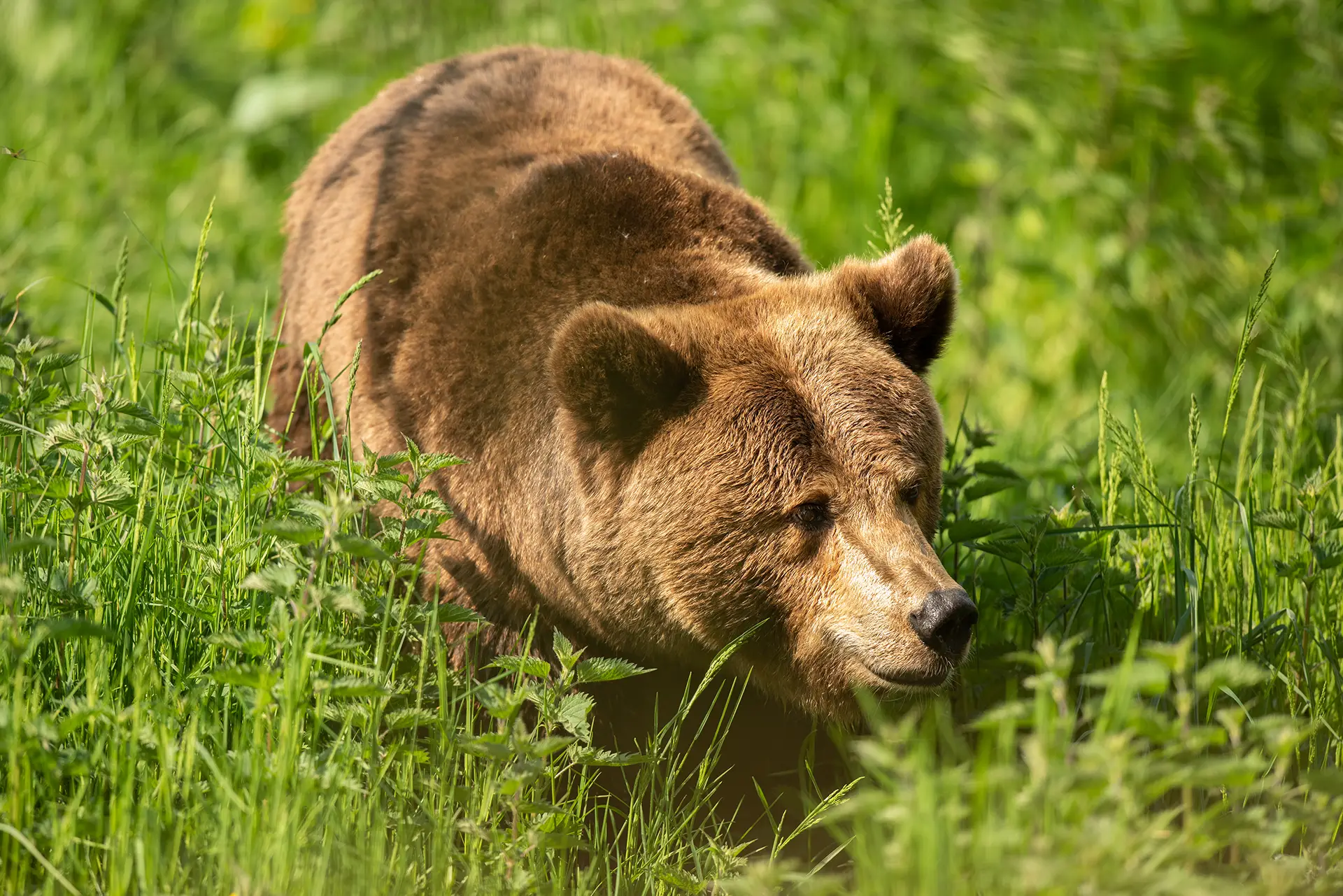Pourquoi rejoindre le club