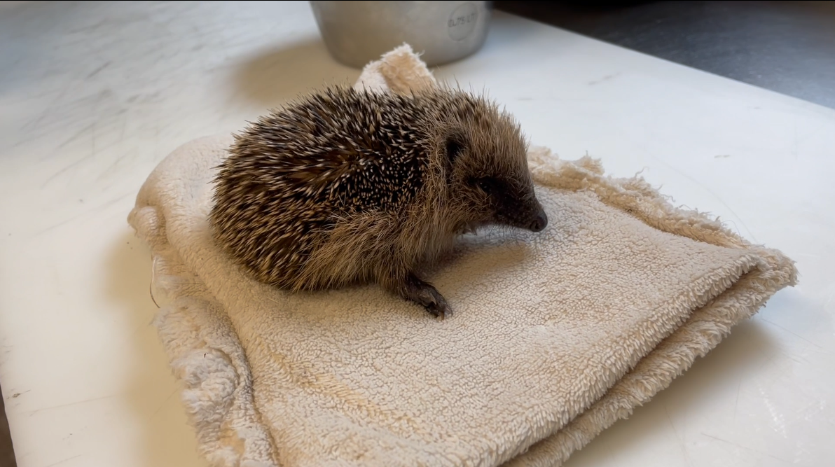 Capture d'ecran 2023-03-03 163427